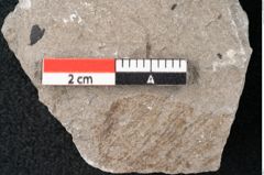 Foto (Detailansicht) von Plantae indet.  (NHMW-GEO-2024-0188-6703)